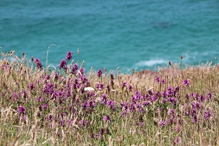 Flowers and sea | Stephen Curry | Flickr