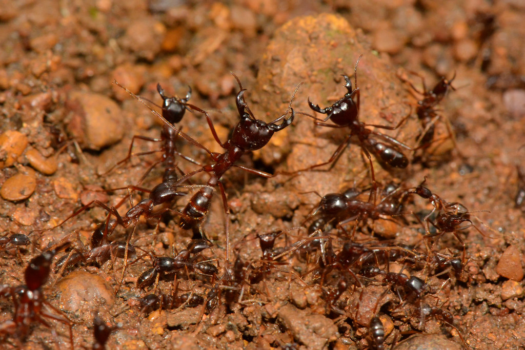 safari ants in english