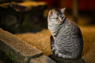 A cat in Fushimi Inari Shrine | by Takashi(aes256)