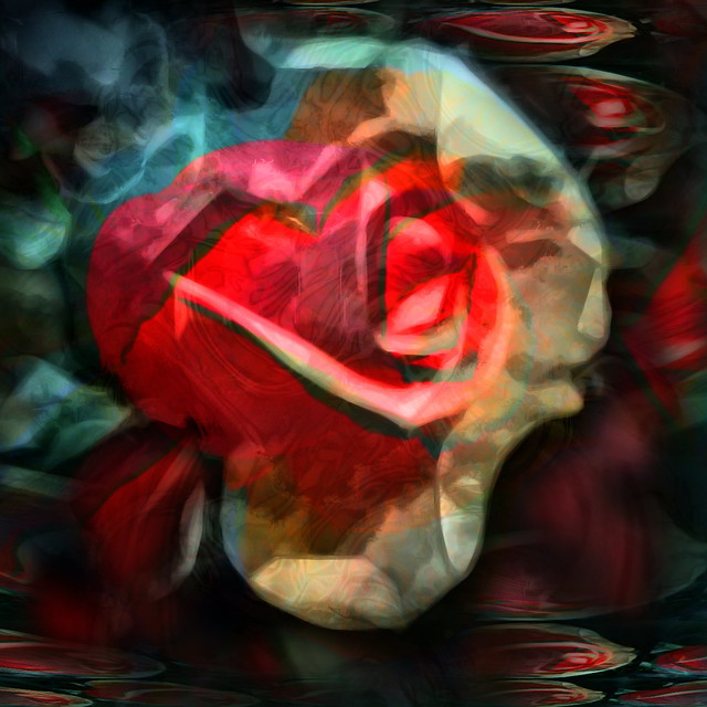 A Dream of Roses