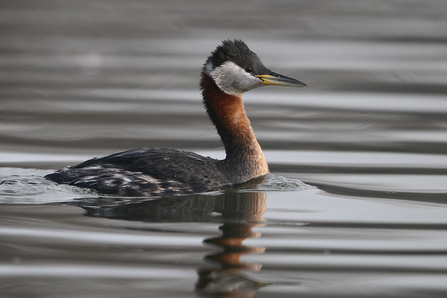 A Red-Necked Grebe on the Move