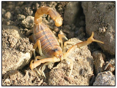 Escorpí comú, Turó de les Onze Hores, Bertí (Sant Quirze Safaja, el Moianès, Catalunya)