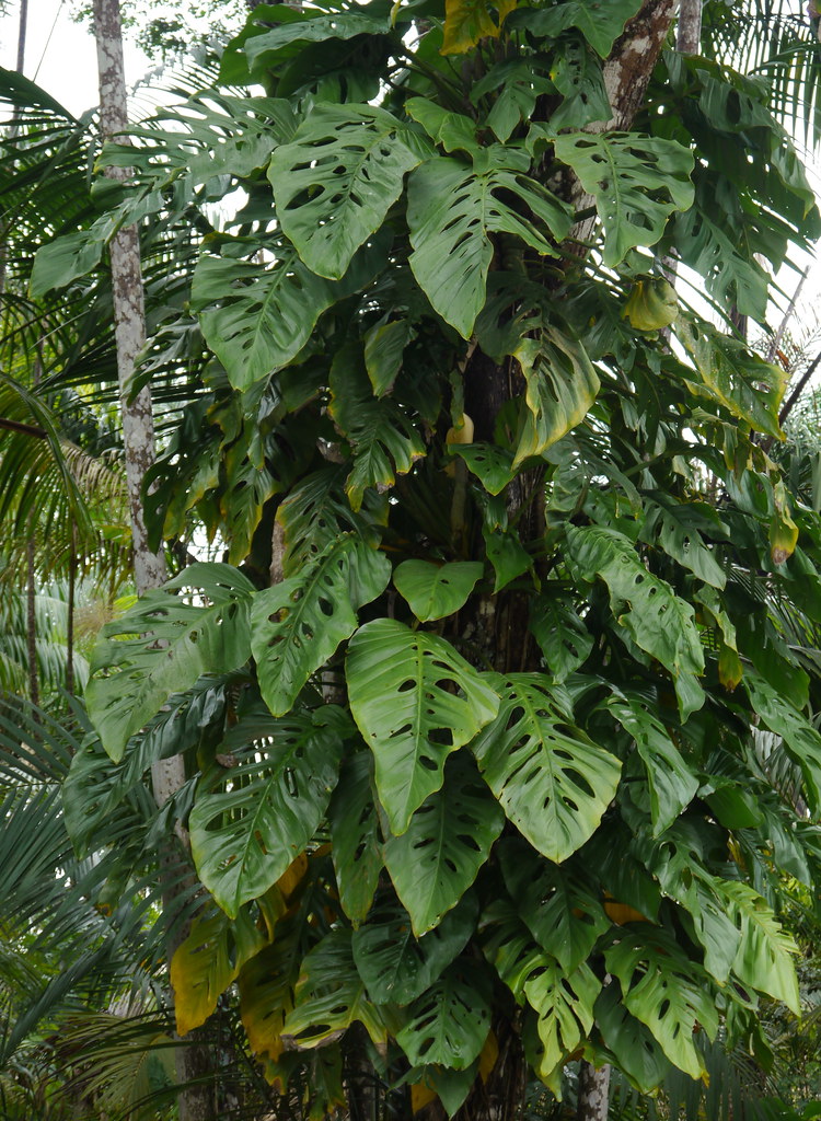 Swiss cheese . . . | Swiss cheese plant (Monstera adansonii) | Flickr