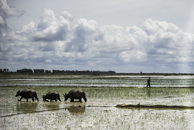 Water Buffalo in a Rice Field