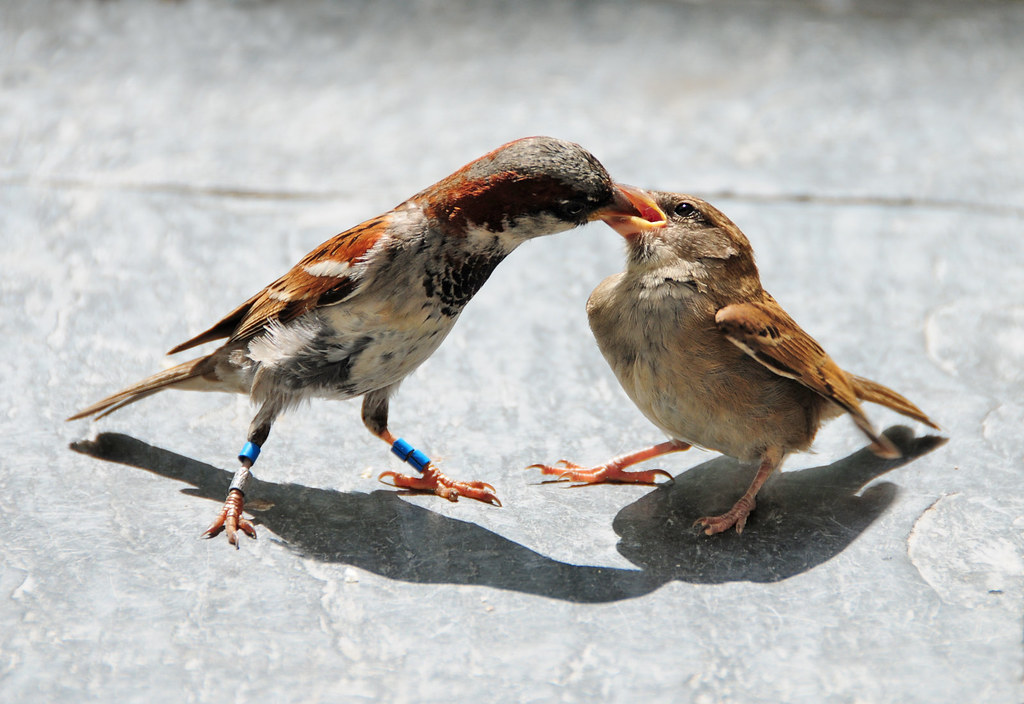 House Sparrow (Passer domesticus) Feeding Young