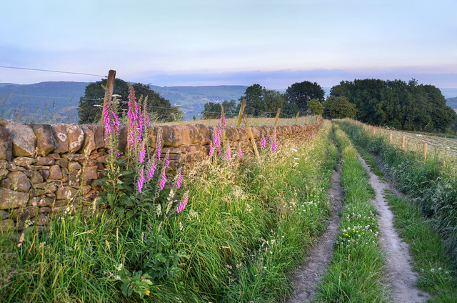 Farmland path in the Peak District