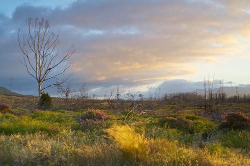 africa tree sunrise landscape southafrica breeze falsebay fynbos overberg rooisand
