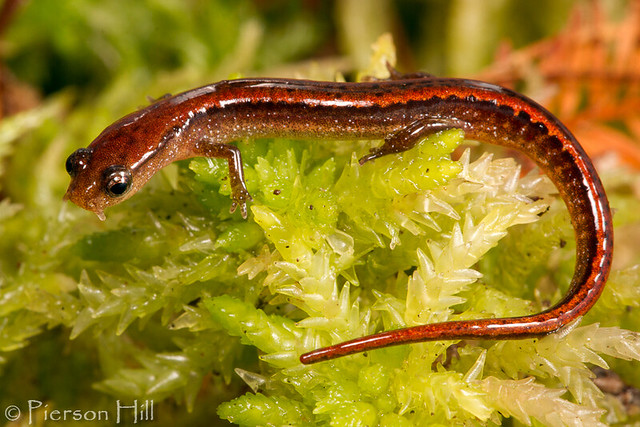 Bog Dwarf Salamander (Eurycea sphagnicola)