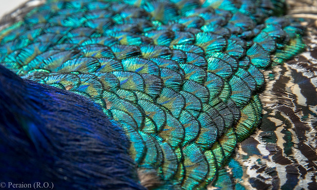 Feathers of a .... peacock !
