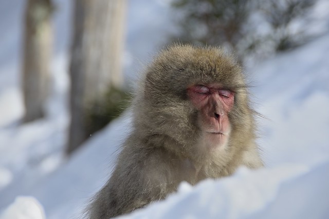 Snow monkey portraits