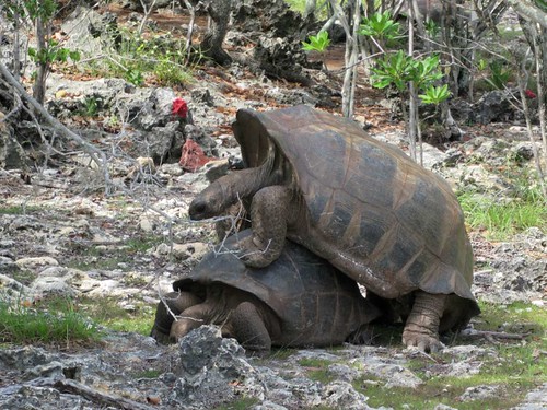 giant tortoises mating picard island aldabra atoll seychelles