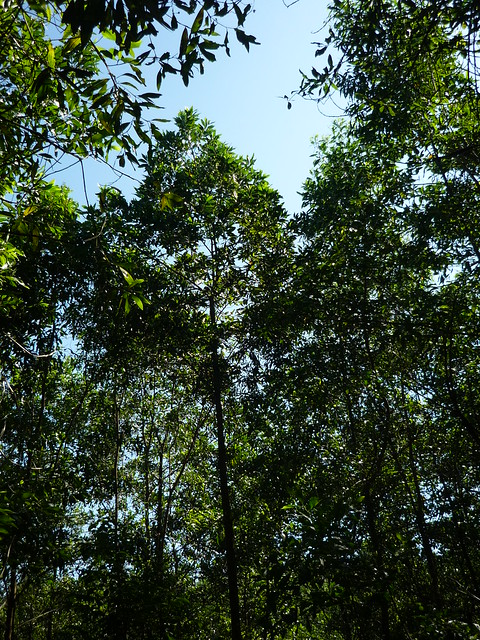 Acacia mangium in Ben Hai