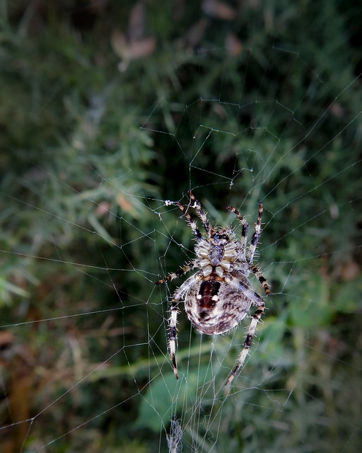 British Bug Week 2013, Friday - Orb Spider