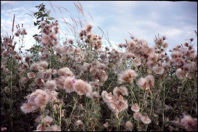 Thistledown by the Elikon