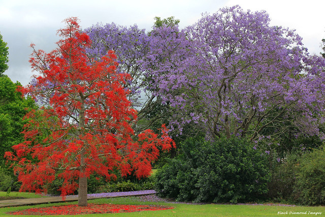 Brachychiton acerifolius - Illawarra Flame Tree & Jacaranda mimosifolia - Jacaranda, Stroud NSW