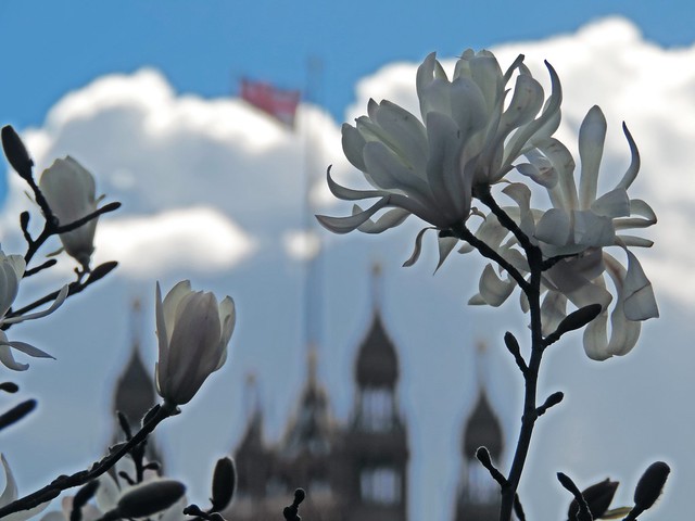 Blossom in Parliament Square