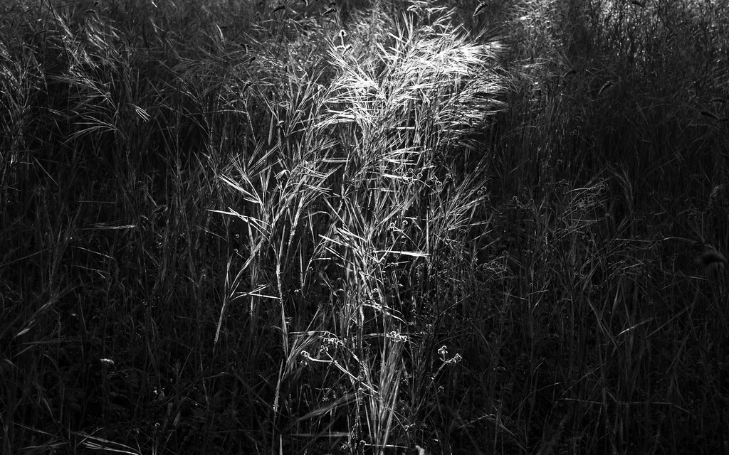 Grass, Henry Coe State Park, CA | Russ Thompson | Flickr