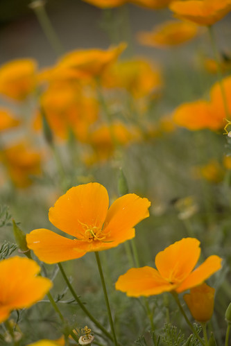 Patch of Orange | by maddenla