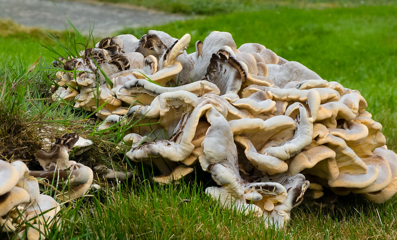 Giant polypore, Wombourne churchyard