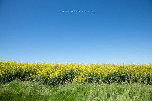 Canola | by john white photos