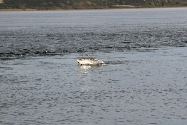 Bottlenose Dolphins at Chanonry Point (and a Seal)