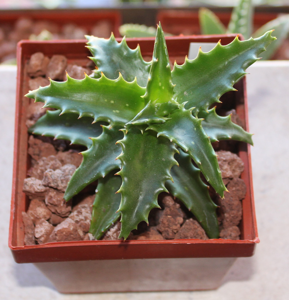 aloe vera plants Aloe vera