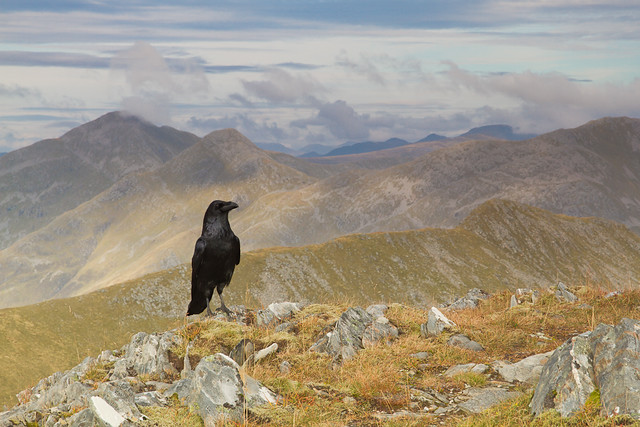 Raven ruling the summit