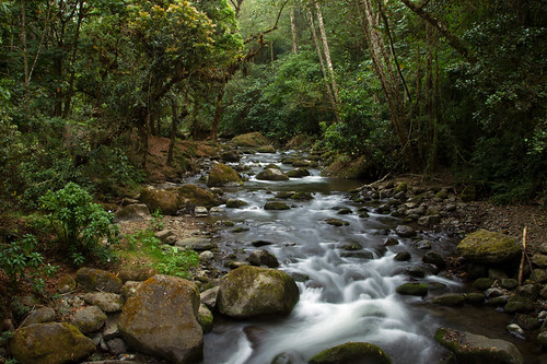 Costa Rica cloud forest by Corey Hayes, A random jungle shot I took that I liked showing the jungle in the cloud forest of Costa Rica.  wild