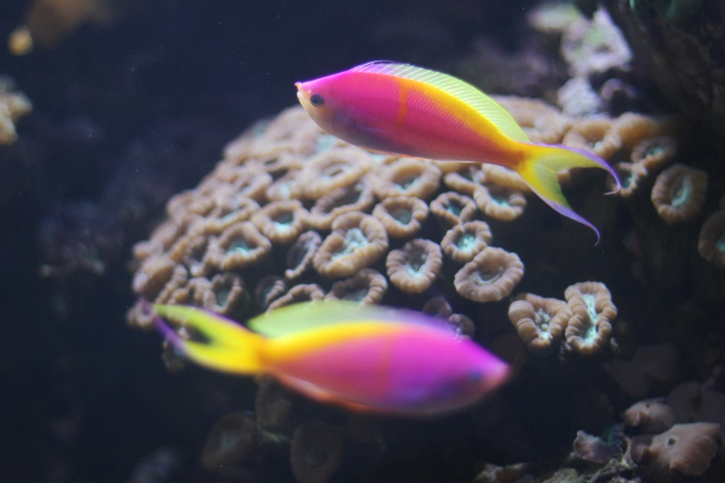 pink tropical fish, theartofexploring.com/2014/01/30/oceana…