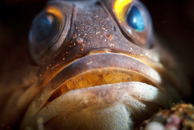 It's alive : Jawfish mouthbrooding eggs.