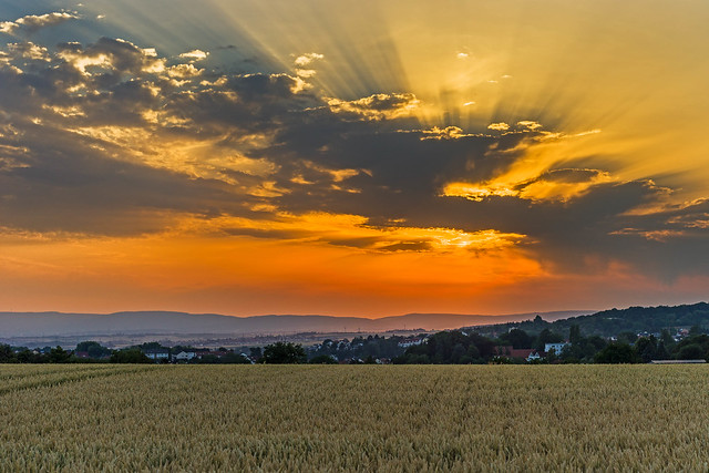 Hohe Straße - Sunset over cornfield
