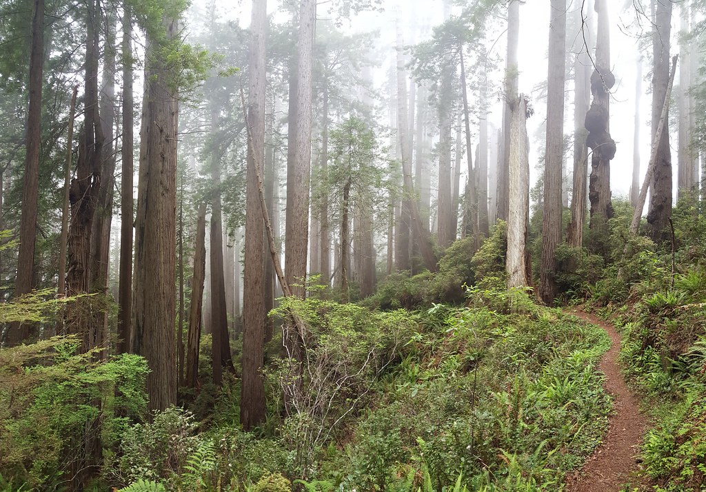 Beautiful Redwood NP