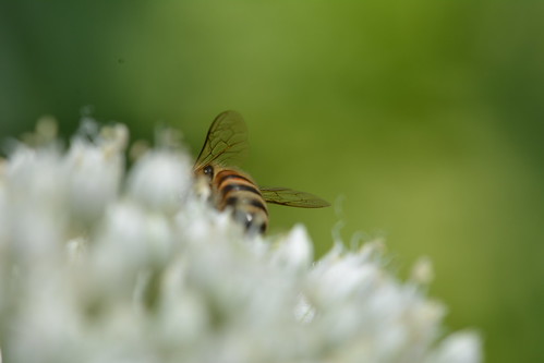 Honeybee on giant alium