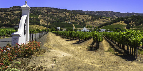 california panorama yellow vineyard panoramic winery napa winecountry chimneyrock yountville stagsleap