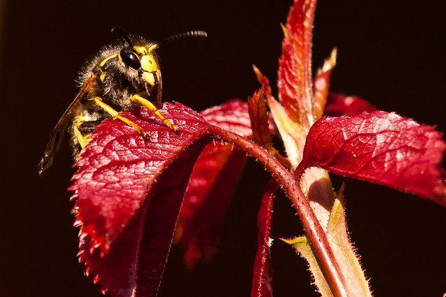 Wasp on rose leaf