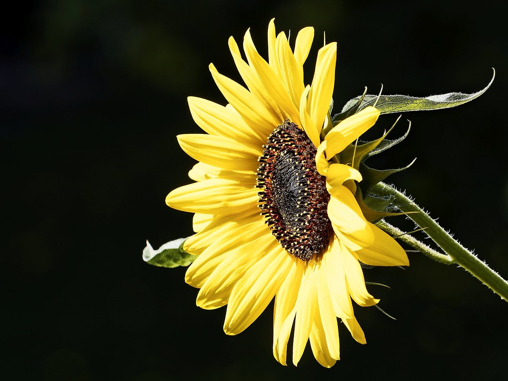 Sonnenblume (Sunflower) | OLYMPUS DIGITAL CAMERA | Flickr