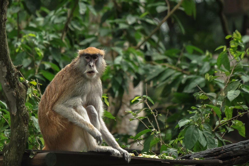 A Senior Patas Monkey in Singapore Zoo