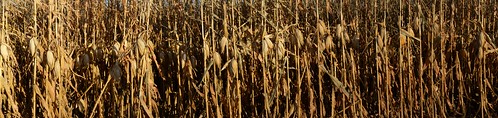 Unharvested Corn | Panorama from five photos. | Kent Landerholm | Flickr