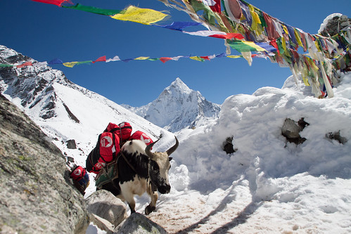 Yak Trekking to Everest Base Camp