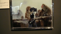 Snow Monkey Photo Exhibit, Shiga Kogen Roman Museum, Yamanouchi