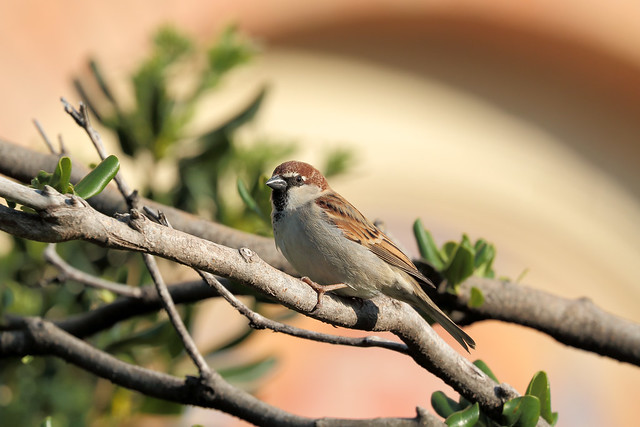 Passera d'Italia (Passer italiae) - Italian Sparrow  ♂  (explored)