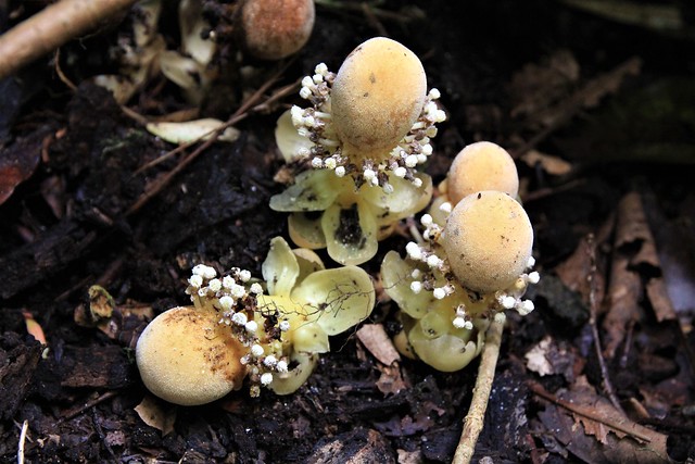 Balanophora fungosa - Fungus Root, Mossman Gorge, Daintree Rainforest, North Queensland