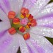 Flickr photo 'Herb-Robert (Geranium robertianum) close-up' by: Bernard DUPONT.