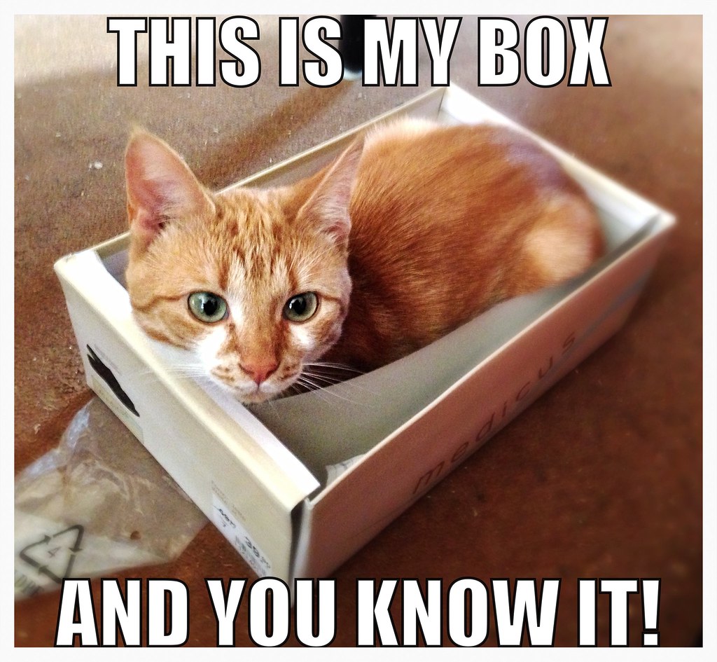 Cat in a box | Miriam Taylor | Flickr
