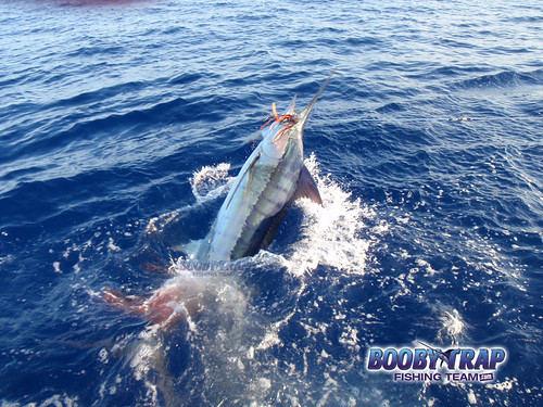 Booby-Trap-Fishing-Team-swordfish | by boobytrapfishingteam