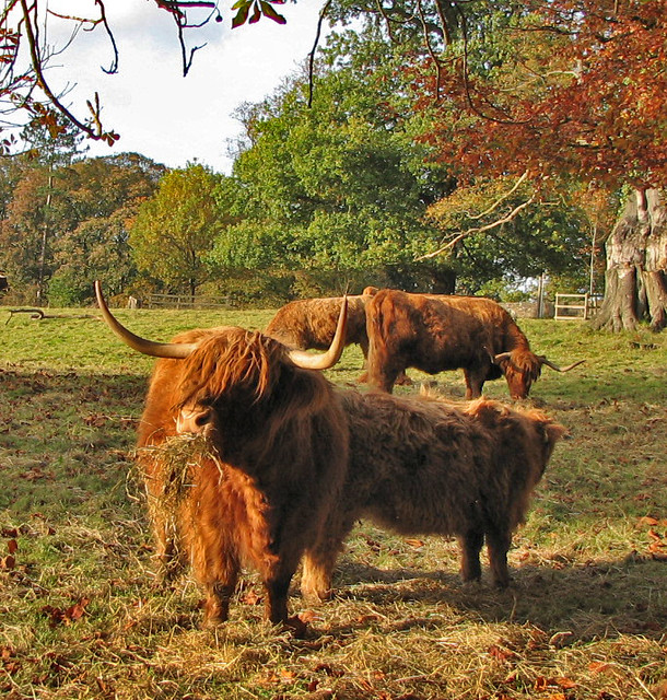 cows in Pollok Park Glasgow
