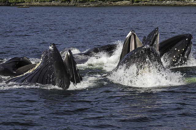 Humpback Whales Bubble-net Feeding
