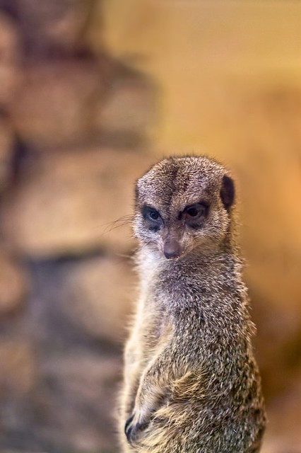 Meerkat Watch