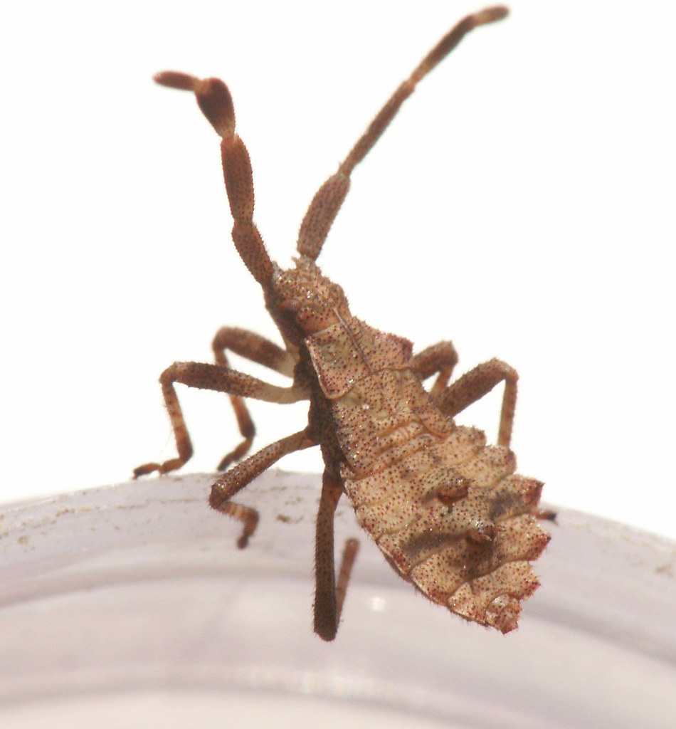 Coridae - Coreus marginatus - Dock bug nymph