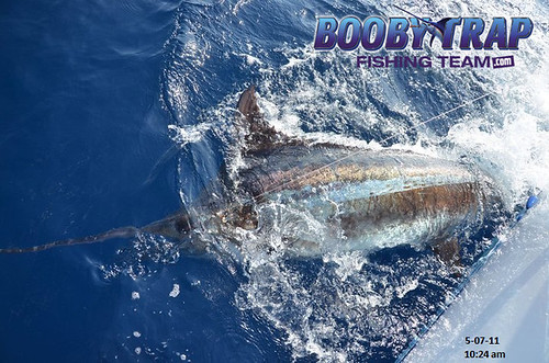 Booby-Trap-Fishing-Team-Marlin | by boobytrapfishingteam